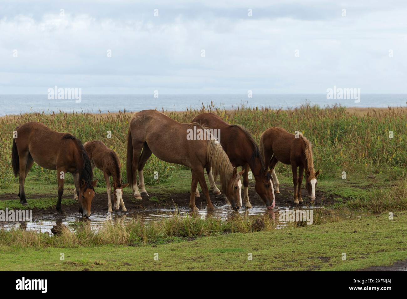 Deux chevaux sauvages de Rapa Nui / juments, deux pouliches et un poulain buvant, Parc national de Rapa Nui site du patrimoine mondial de l'UNESCO, île de Pâques / Rapa Nui, Chili. Banque D'Images