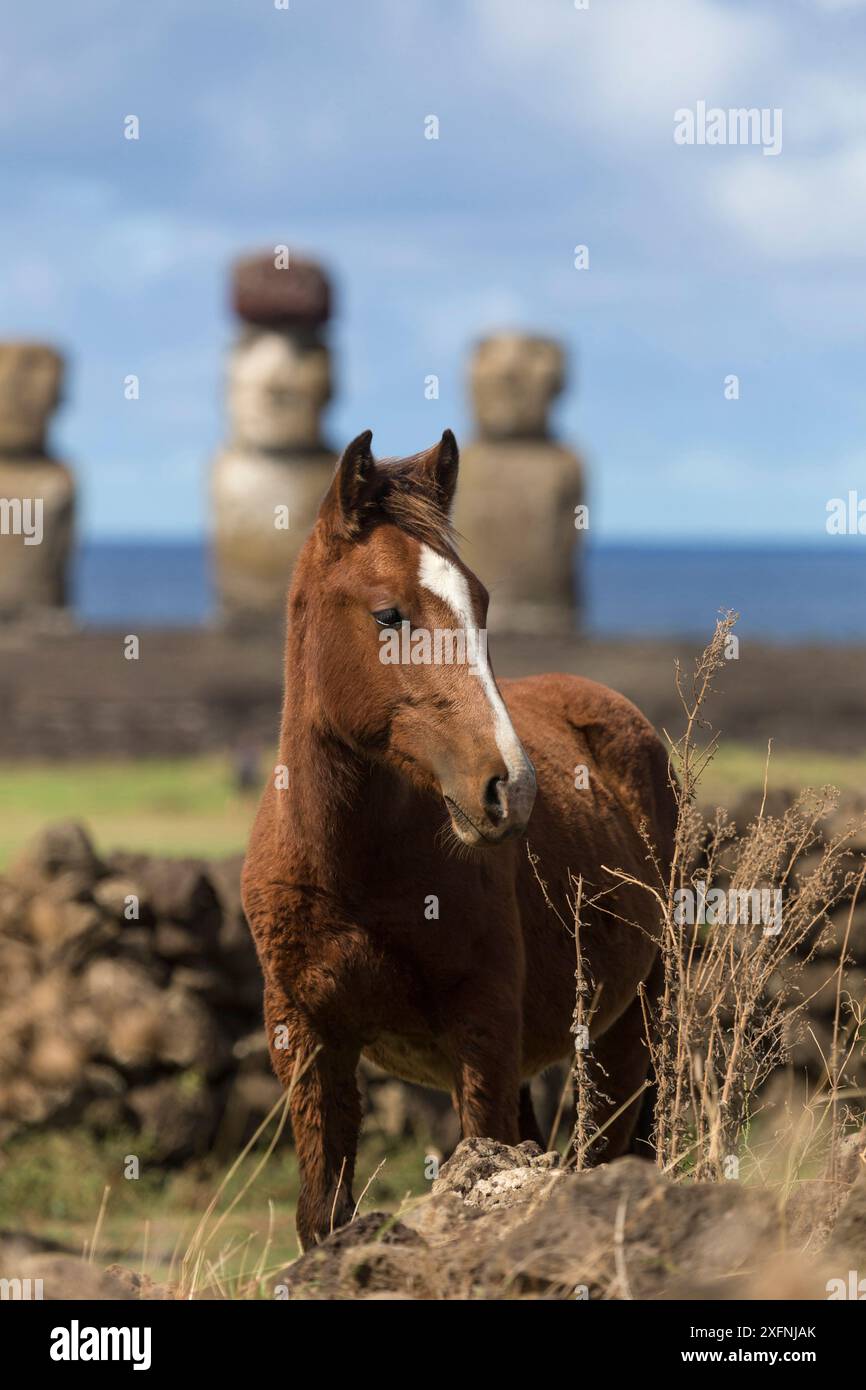 Cheval sauvage Rapa Nui / poulain, près d'Ahu Tongariki, Parc National de Rapa Nui site du patrimoine mondial de l'UNESCO, île de Pâques / Rapa Nui, Chili. Banque D'Images