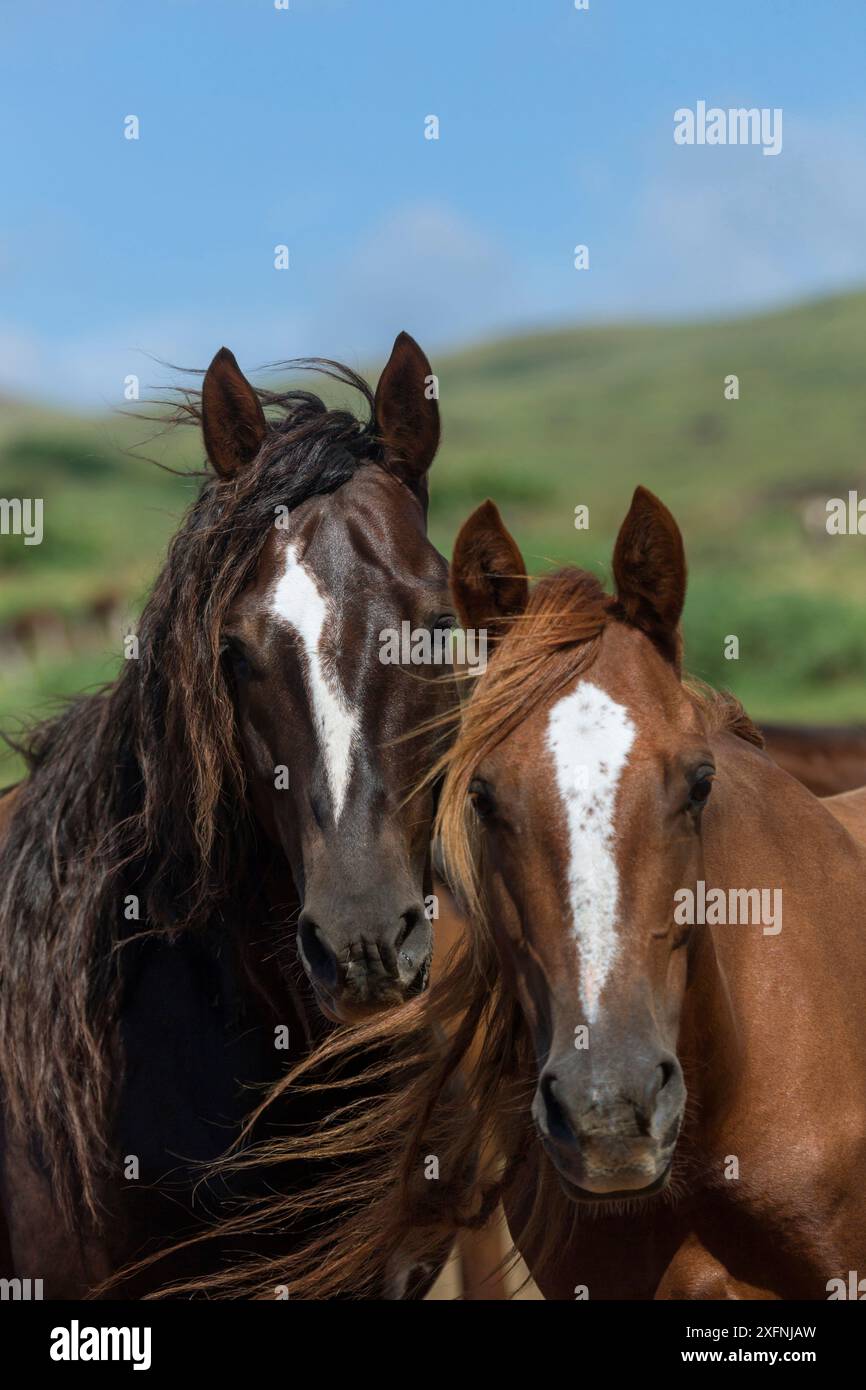 Cheval sauvage Rapa Nui / étalon et sa jument, Parc National de Rapa Nui site du patrimoine mondial de l'UNESCO, île de Pâques / Rapa Nui, Chili. Banque D'Images