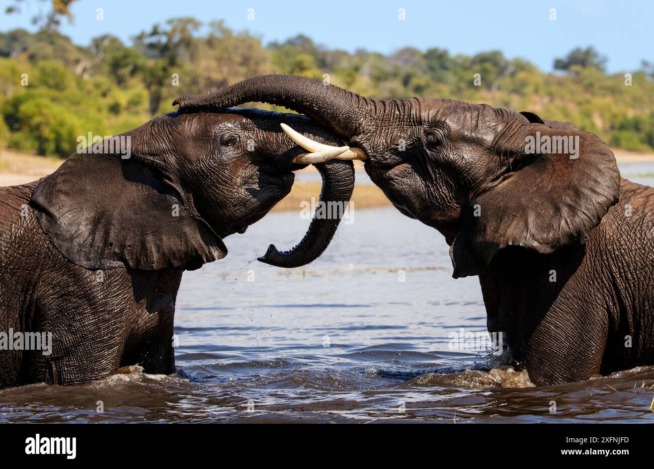 L'éléphant d'Afrique (Loxodonta africana) joue au combat dans le parc national de Chobe, au Botswana. Mai. Banque D'Images
