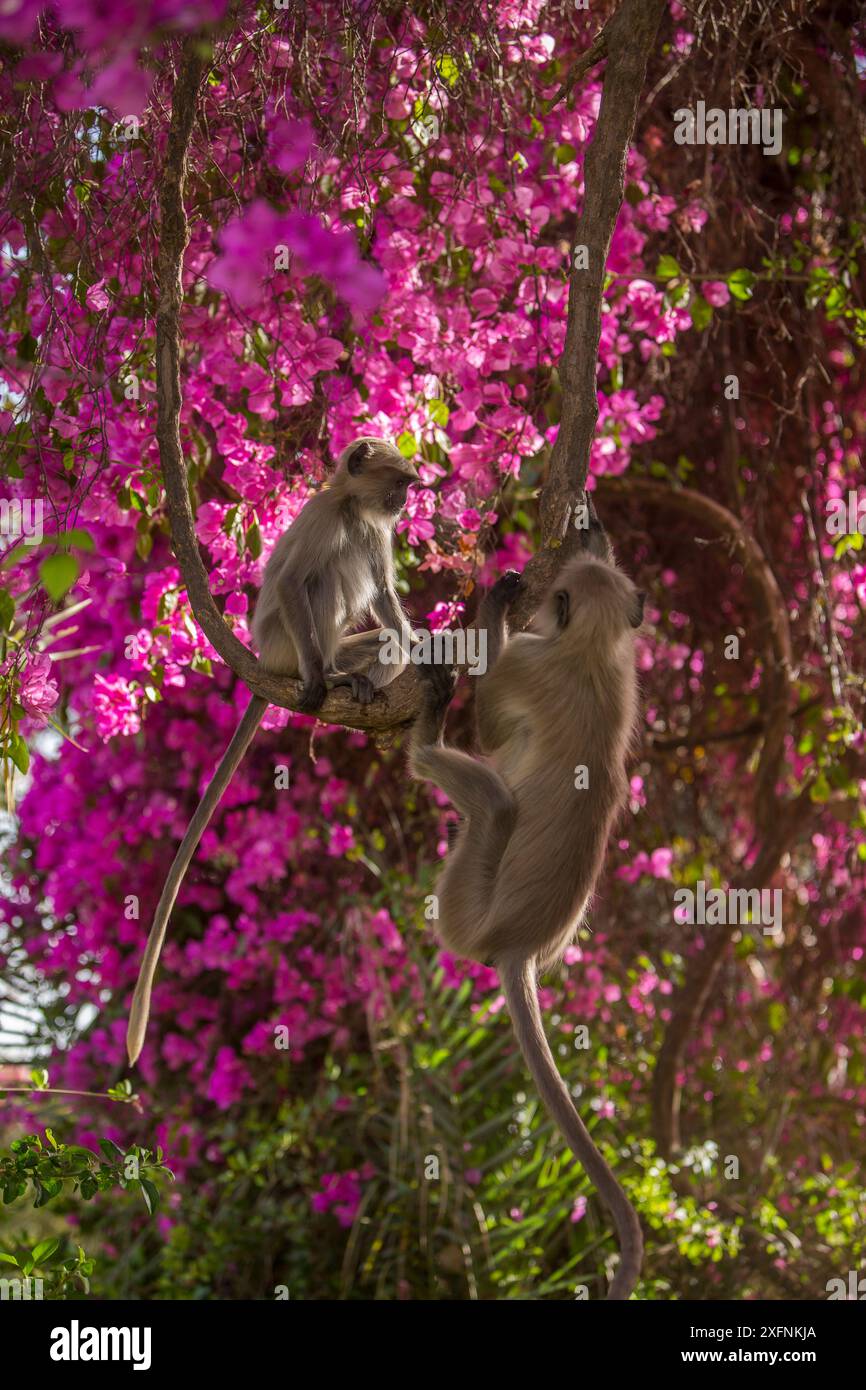 Langurs hanuman (Semnopithecus entellus) dans le Bougainvillea fleuri, jardin Mandore, Jodhpur, Inde. Banque D'Images