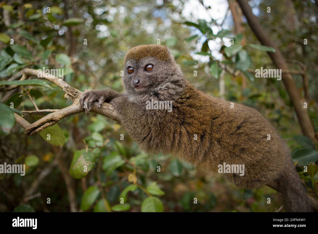 Petit lémurien bambou de l'est (Hapalemur griseus) Parc national Andasibe-Mantadia, région d'Alaotra-Mangoro, est de Madagascar. Banque D'Images