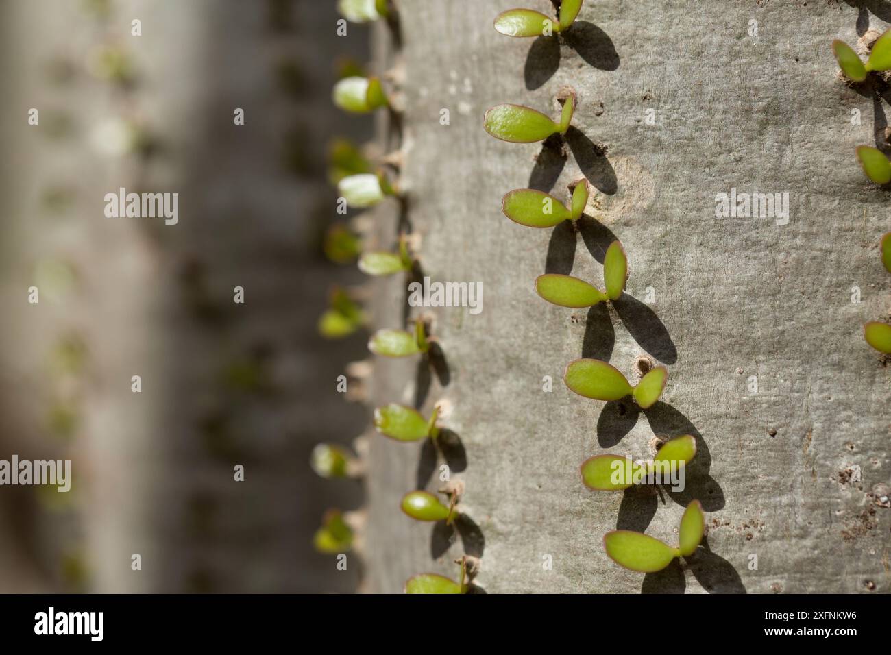 Arbre pieuvre (Didiera madagascariensis), Forêt épineuse, Bryanston, Madagascar Banque D'Images