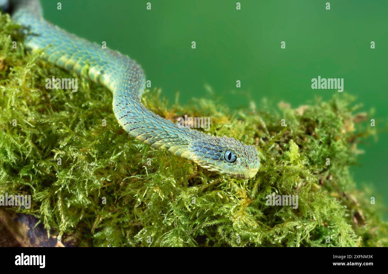 Portrait de vipère de brousse variable (Atheris squamigera), endémique de l'Afrique de l'Ouest et du Centre Banque D'Images