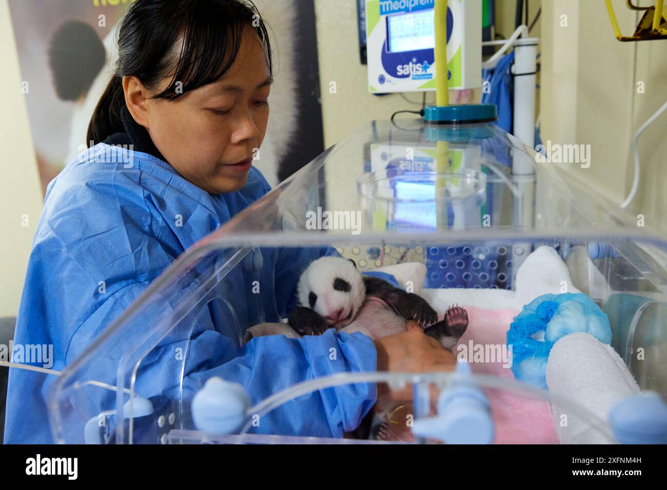 Gardien manipulant le panda géant (Ailuropoda melanoleuca) bébé d'un mois, en incubateur, Zoo de Beauval, France. Septembre 2017. Banque D'Images