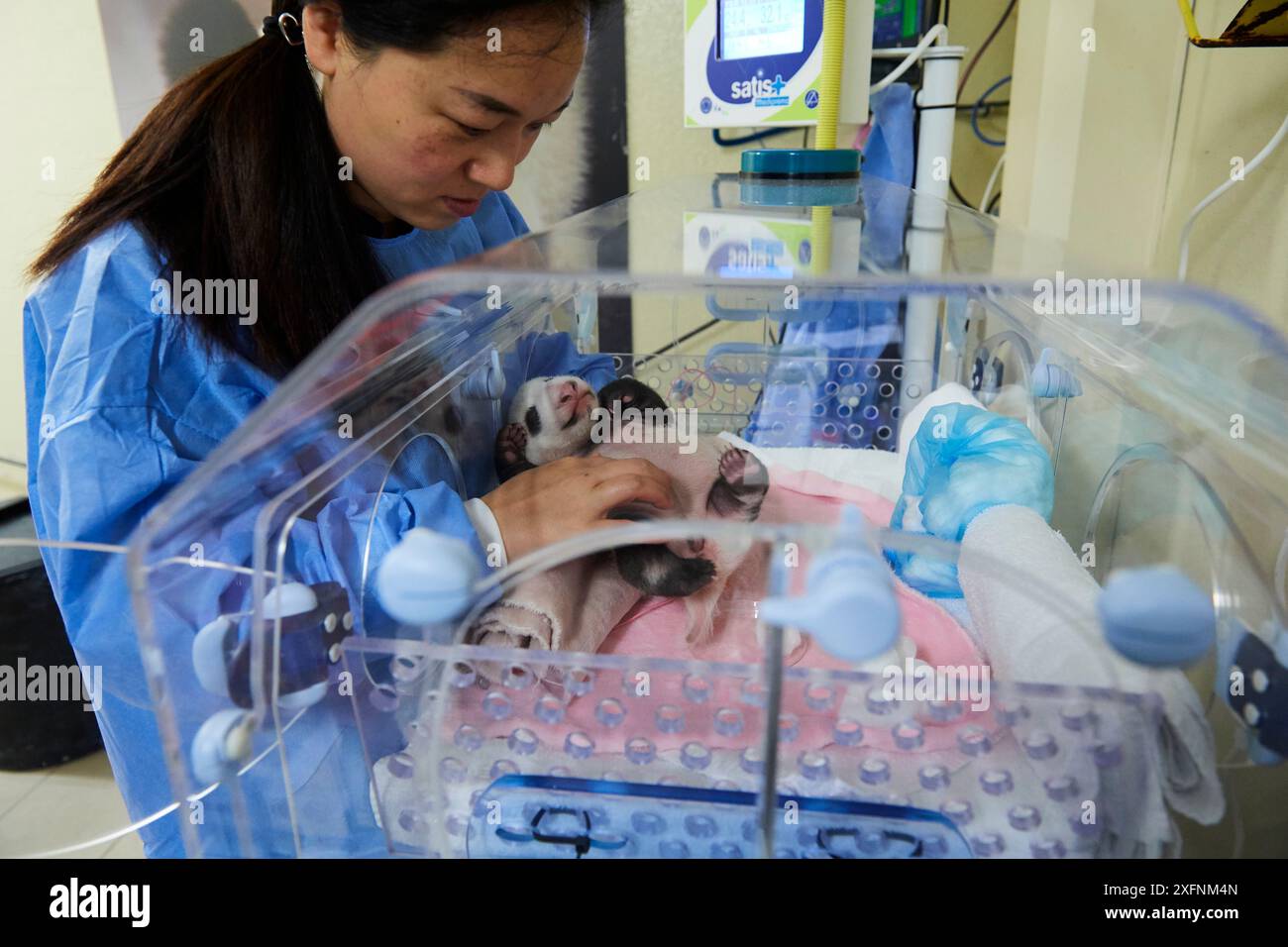 Gardien massant le panda géant (Ailuropoda melanoleuca) bébé d'un mois pour l'aider à déféquer, zoo de Beauval, France. Septembre 2017. Banque D'Images