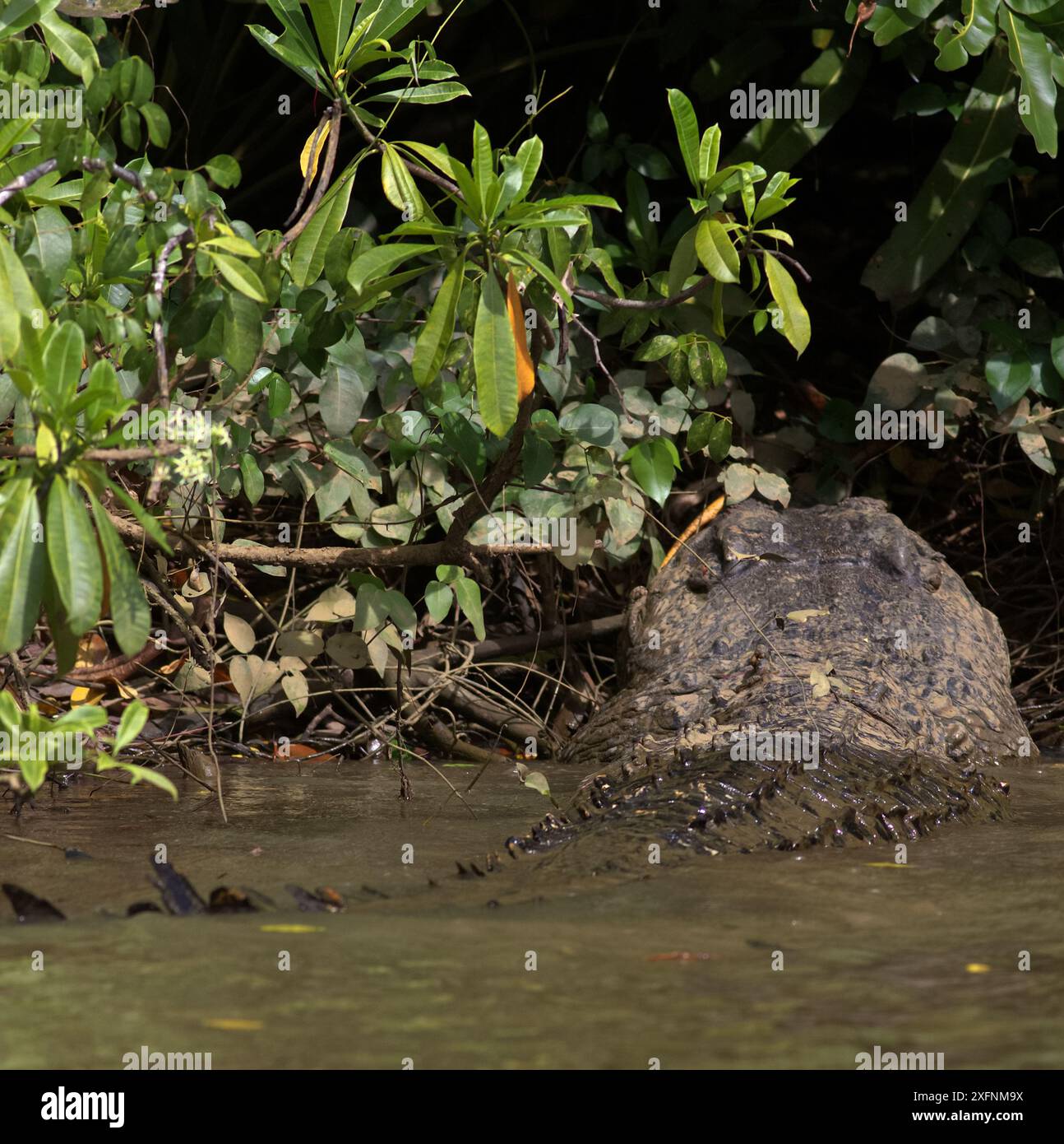 Gros plan d'un crocodile géant glissant dans l'eau et la boue de la rivière, et éclaboussant ; crocodile d'eau salée (Crocodylus porosus) de la rivière Nilwala Sri Lanka Banque D'Images