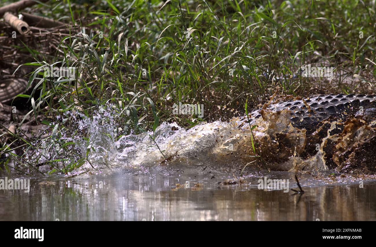 Gros plan d'un crocodile géant glissant dans l'eau et la boue de la rivière, et éclaboussant ; crocodile d'eau salée (Crocodylus porosus) de la rivière Nilwala Sri Lanka Banque D'Images