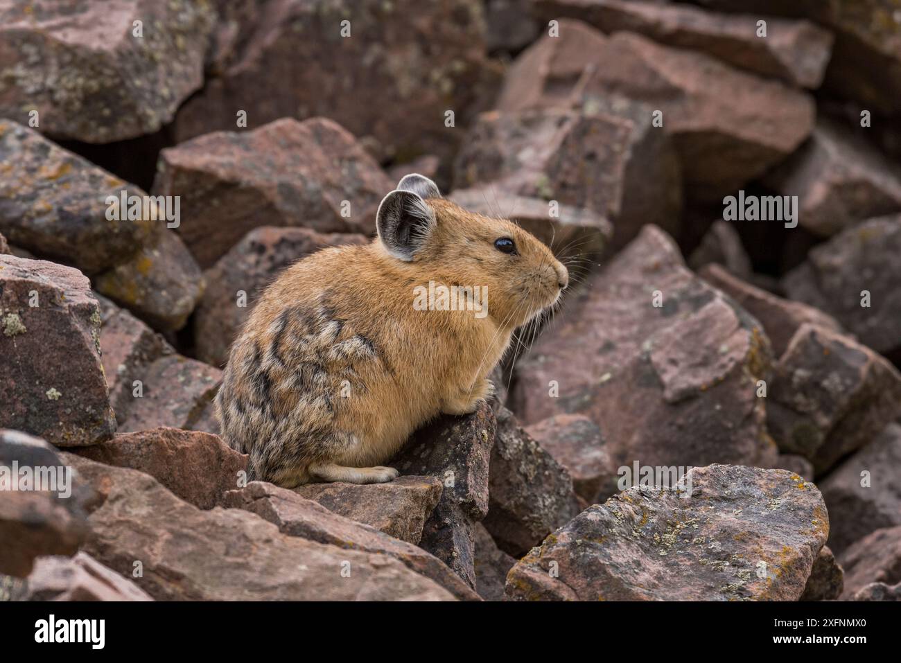 Pika (Ochotona princeps) dans la forêt nationale de Bridger, Wyoming, États-Unis, juillet. Banque D'Images