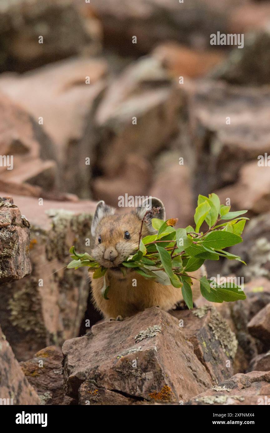 (Pika Ochotona princeps) Cueillette de plantes à stocker pour l'hiver, la Forêt Nationale de Bridger, Wyoming, USA. En août. Banque D'Images