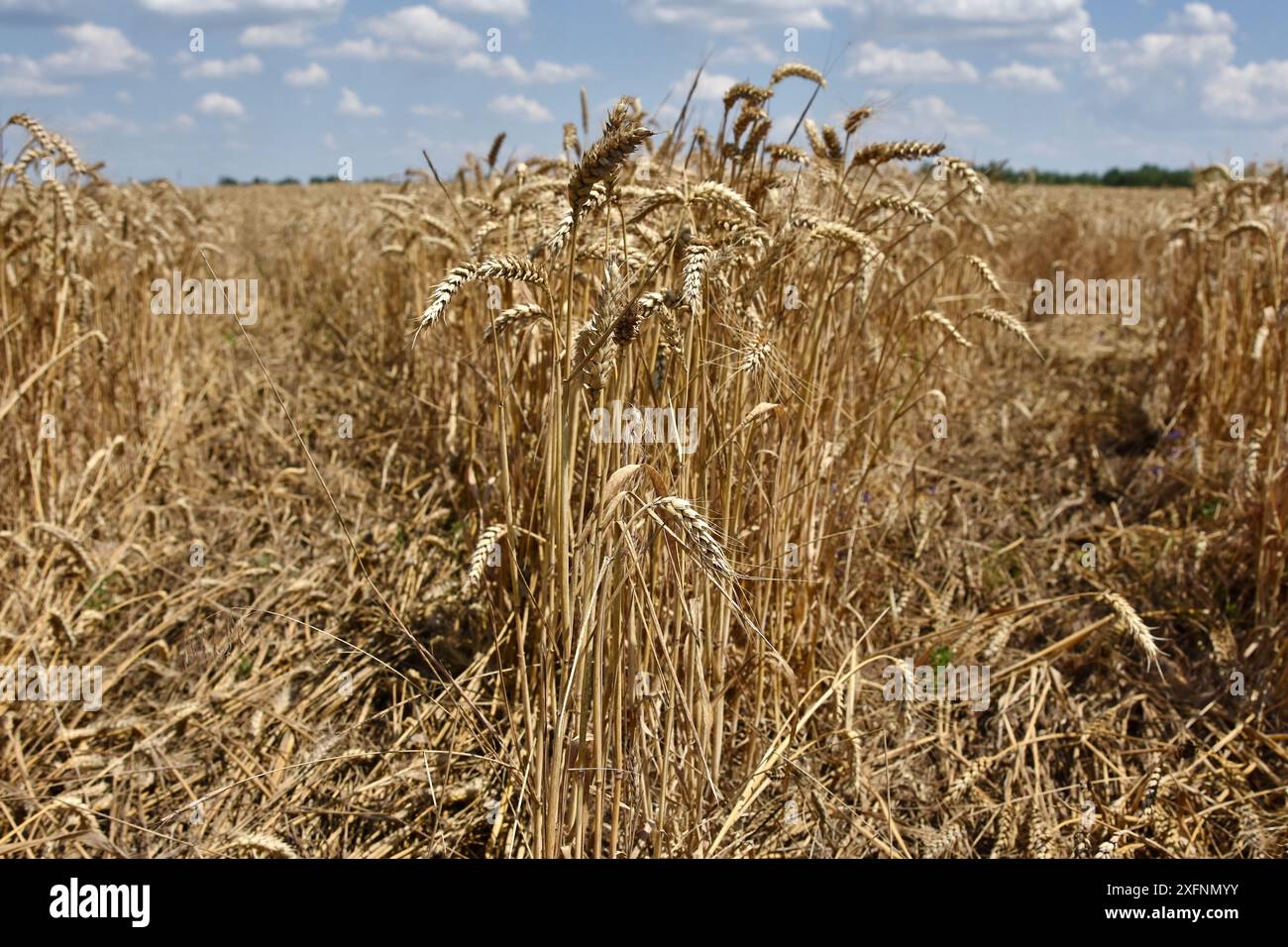 Vue d'un champ de blé pendant la saison des récoltes sur une ferme près de Zaporizhzhia. Cette année (2024), la récolte brute de céréales en Ukraine sera d'environ 60 millions de tonnes. En raison de la guerre, les agriculteurs avaient moins de ressources matérielles, de sorte que la récolte ne sera pas beaucoup augmentée. Cela (60 millions de tonnes) ne suffira pas à accroître les exportations. Cet avis a été exprimé par le président de la Confédération agraire ukrainienne, Leonid Kozachenko. (Photo par Andriy Andriyenko / SOPA images / SIPA USA) Banque D'Images