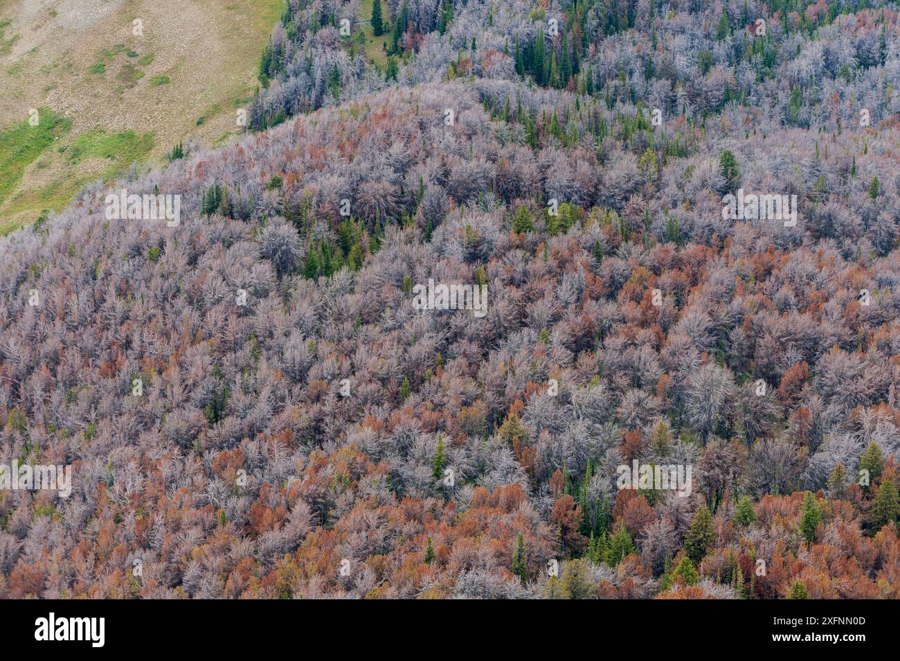 Pins à écorce blanche morts (Pinus albicaulis) tués par le dendroctonus ponderosa (Dendroctonus ponderosa), forêt nationale de Grand Teton, Wyoming, États-Unis. L'épidémie actuelle de dendroctone du pin de montagne a été particulièrement agressive. Cela est dû au changement climatique, à la plantation d'arbres en monoculture et à la suppression des incendies. Banque D'Images