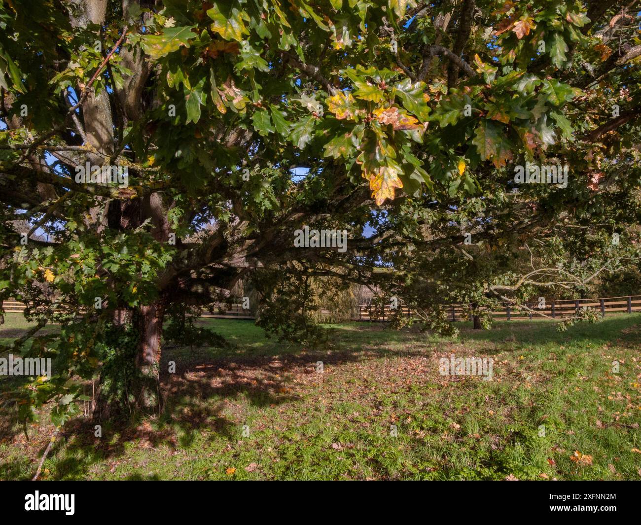 Godalming Town, Surrey, Angleterre. Ville dans les Surrey Hills où vit le député conservateur Jeremy Hunt. Banque D'Images