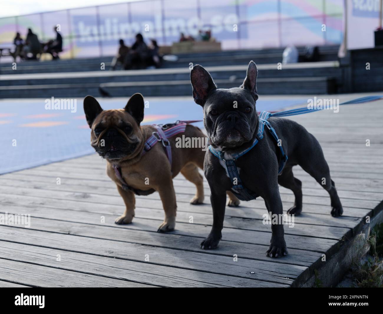 Un couple de chiens sur la plage à Malmö, Suède. Banque D'Images