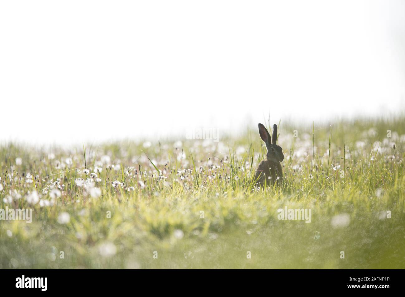 Lièvre européen (Lepus europaeus) assis parmi les pissenlits, Bourgogne, France. Mai. Banque D'Images