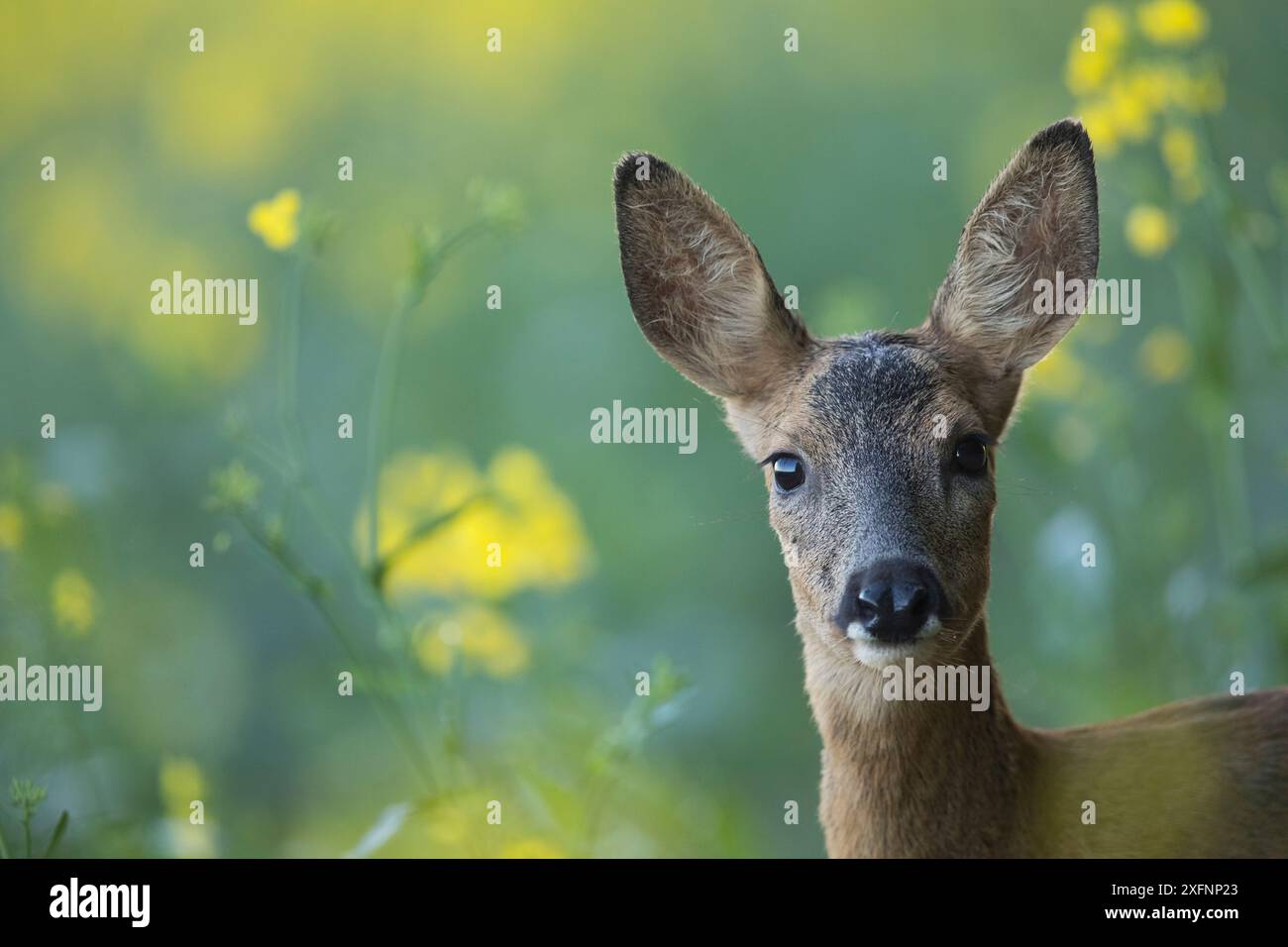 Le chevreuil (Capreolus capreolus) femmes dans le champ de colza, Bourgogne, France. De juin. Banque D'Images