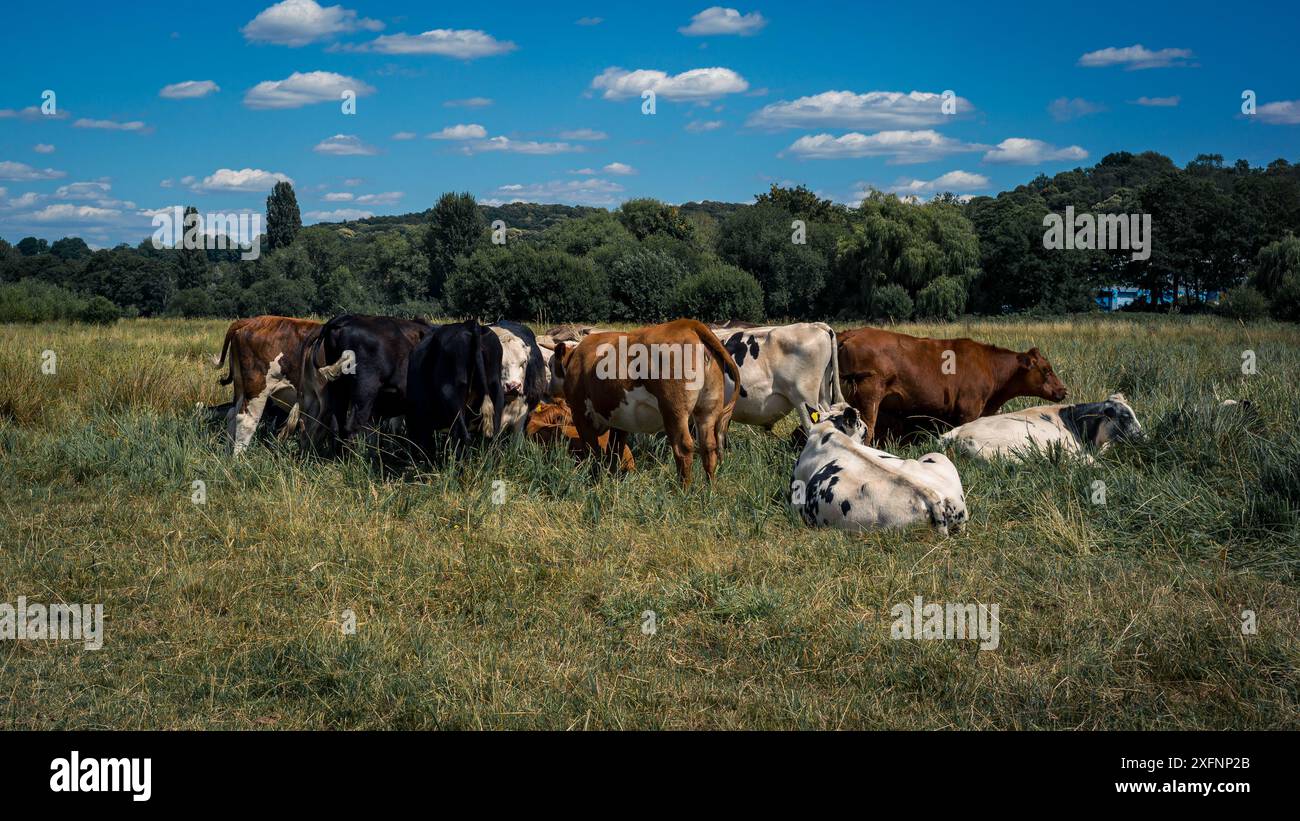 Vaches sur les plaines inondables de Godalming, Surrey, Angleterre. Ville dans les Surrey Hills où vit le député conservateur Jeremy Hunt. Banque D'Images