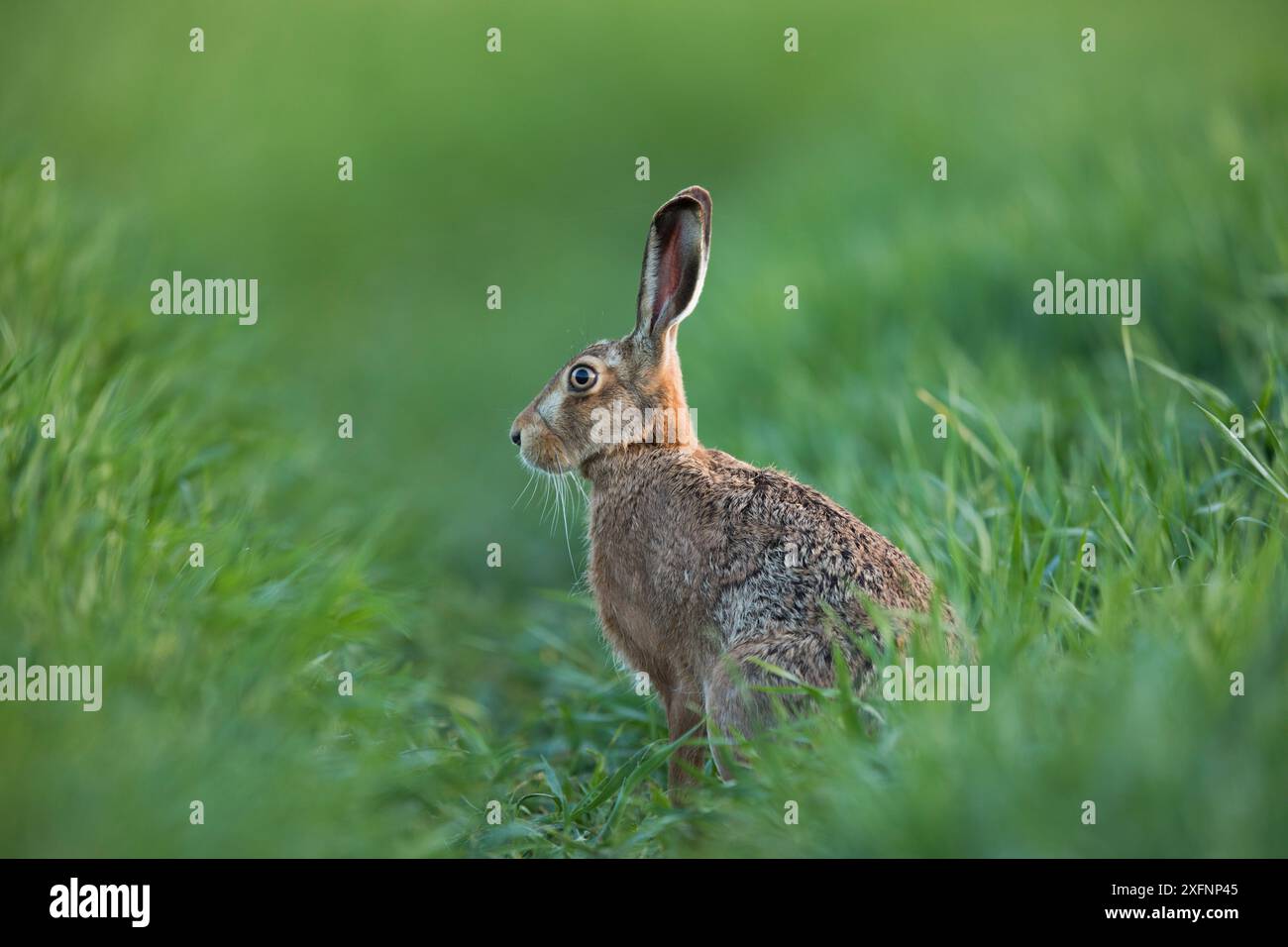 Alerte lièvre européen (Lepus europaeus) dans l'herbe, Bourgogne, France. Mai. Banque D'Images