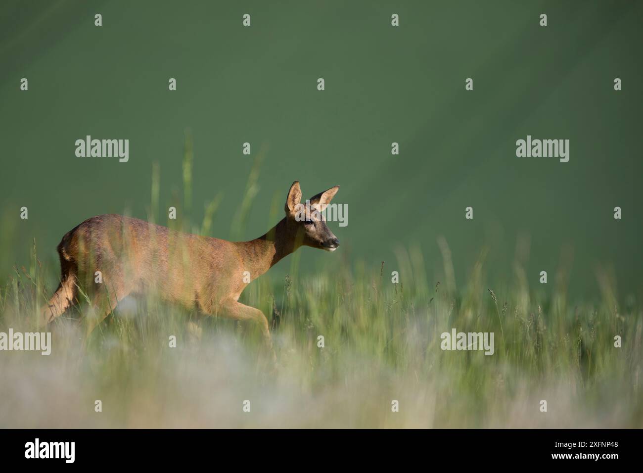 Femelle de cerf rodé (Capreolus capreolus), alerte, marchant en herbe longue, Bourgogne, France. Mai. Banque D'Images