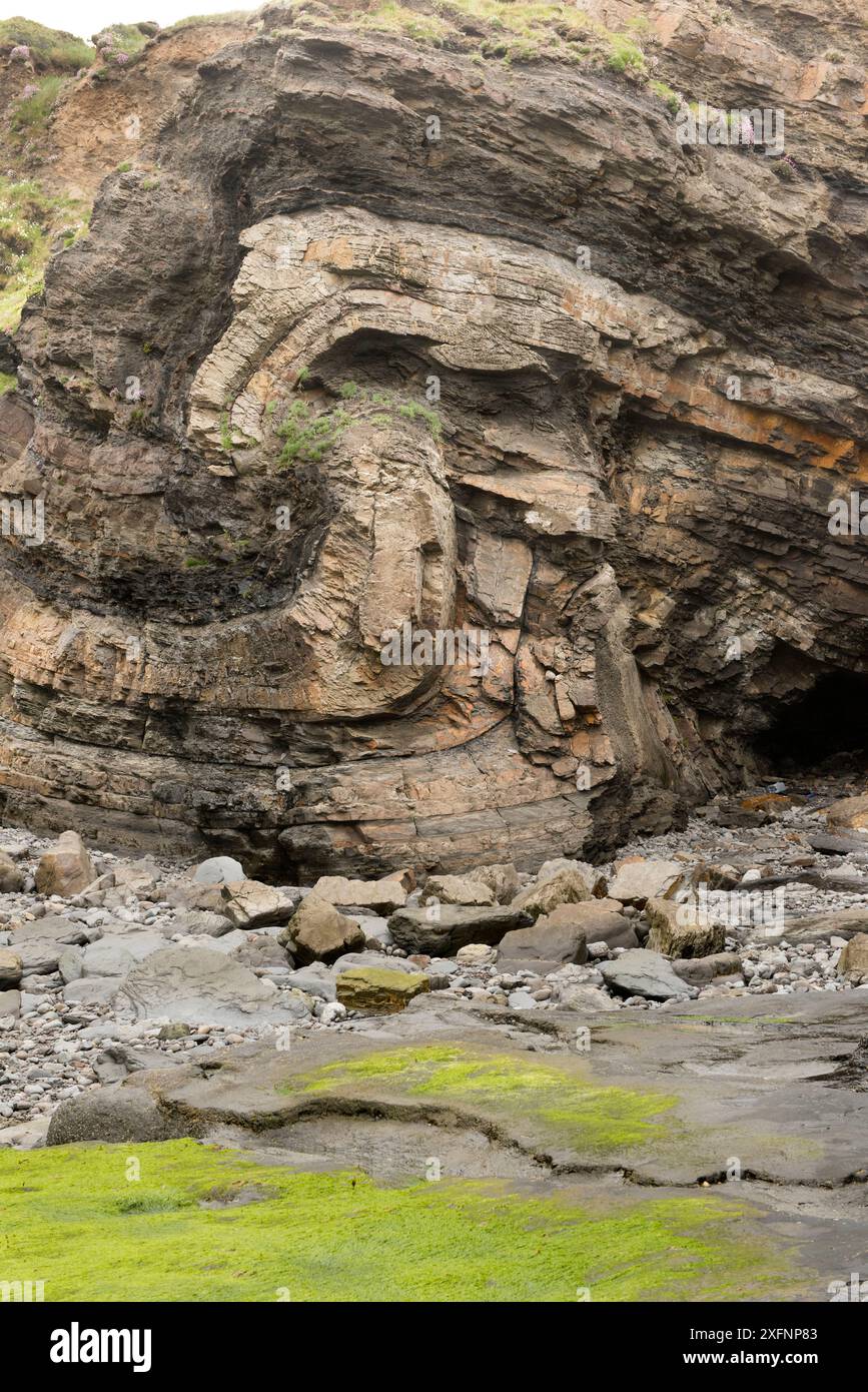 Pli monoclinal défaillant au cours de l'orogenèse varisque, dans le grès et le schiste du Carbonifère. Broad Haven, Pembrokeshire, pays de Galles, Royaume-Uni, mai Banque D'Images Pli monoclinal défaillant au cours de l'orogenèse varisque, dans le grès et le schiste du Carbonifère. Broad Haven, Pembrokeshire, pays de Galles, Royaume-Uni, mai Banque D'Images