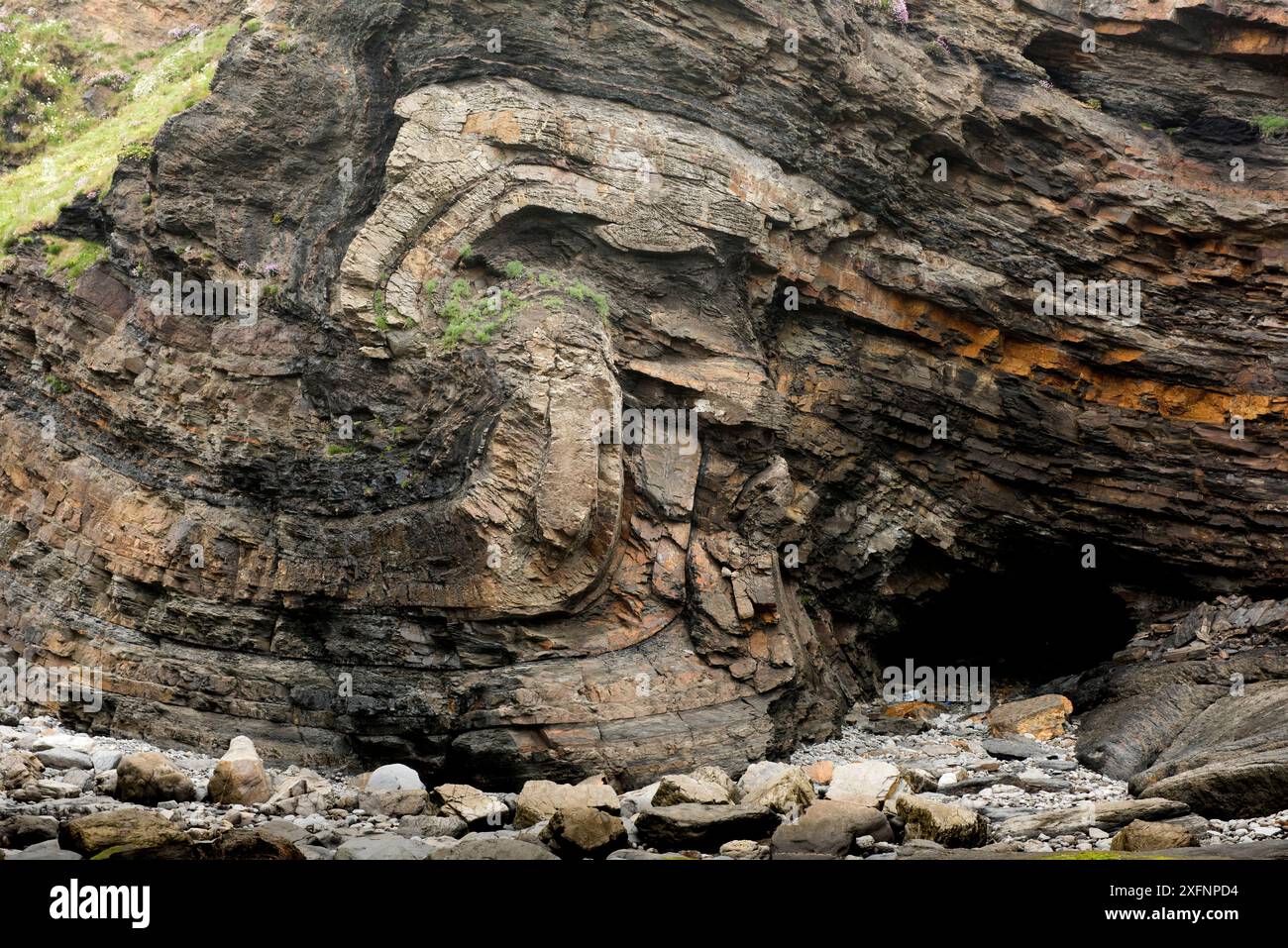 Un pli monoclinal qui a été défaillant au cours de l'orogenèse varisque, dans le grès et le schiste du Carbonifère. Broad Haven, Pembrokeshire, pays de Galles, Royaume-Uni, mai Banque D'Images Un pli monoclinal qui a été défaillant au cours de l'orogenèse varisque, dans le grès et le schiste du Carbonifère. Broad Haven, Pembrokeshire, pays de Galles, Royaume-Uni, mai Banque D'Images