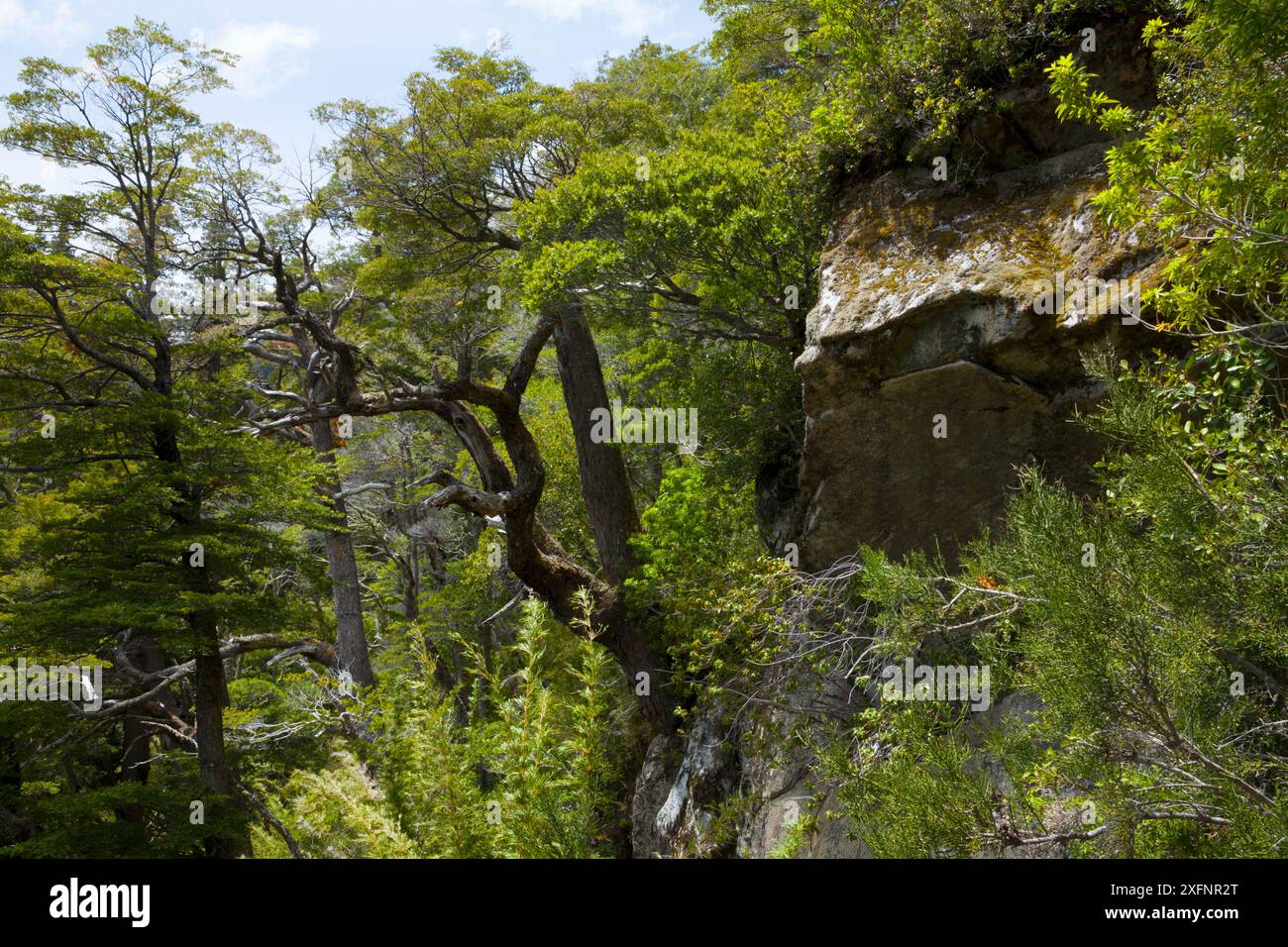 Forêt tempérée poussant sur une pente rocheuse, parc national Los Alerces site du patrimoine mondial de l'UNESCO, Argentine. Banque D'Images