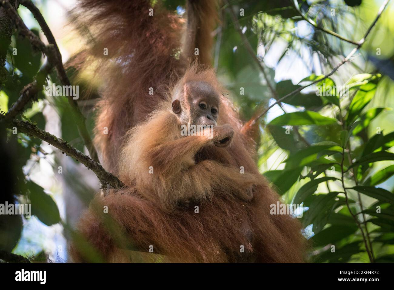 Tapanuli Orang-outan (Pongo tapanuliensis) bébé accroché à sa mère, Batang Toru, Sumatra du Nord, Indonésie. Il s'agit d'une espèce d'orang-outan nouvellement identifiée, limitée aux forêts de Batang Toru dans le nord de Sumatra avec une population d'environ 800 individus. Banque D'Images