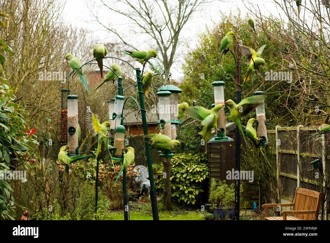 Perruche à anneaux de rose / à col rond (Psittacula krameri) sur mangeoires d'oiseaux dans un jardin urbain, Londres, Royaume-Uni. Janvier. Banque D'Images