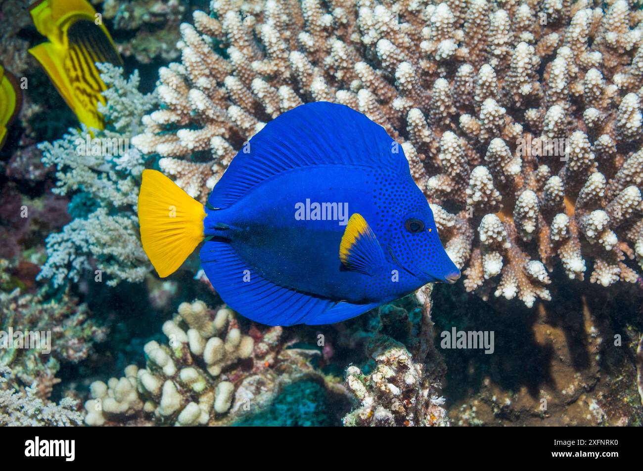 Poisson-chirurgien à queue jaune (Zebrasoma xanthurum), mer Rouge, Égypte. Janvier. Banque D'Images