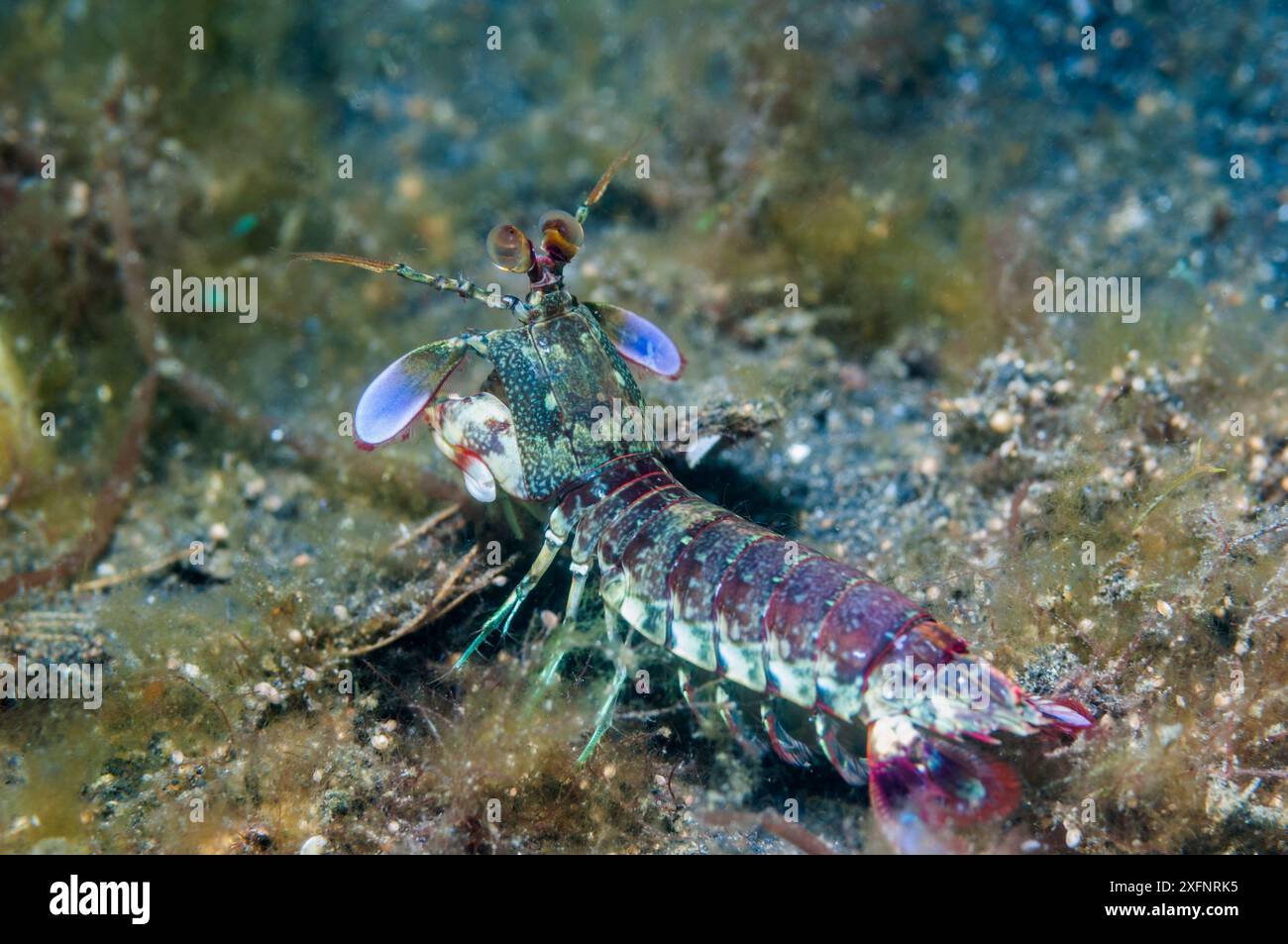 Crevette mantis à oreilles roses (Odontodactylus latirostris), détroit de Lembeh, Sulawesi Nord, Indonésie. Décembre. Banque D'Images