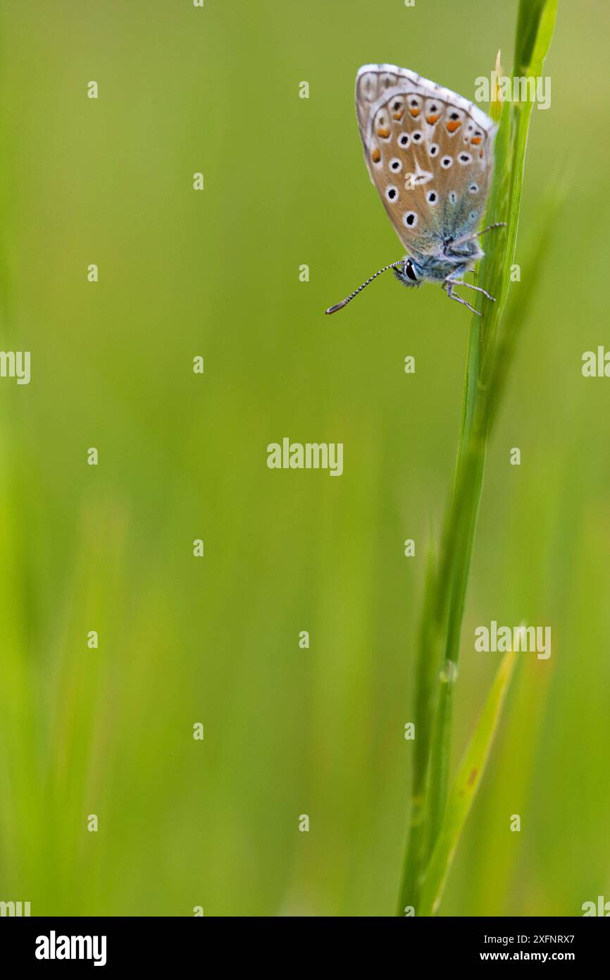 Papillon bleu Adonis (Polyommatus bellargus), Parc naturel régional de la Brenne, France, mai. Banque D'Images