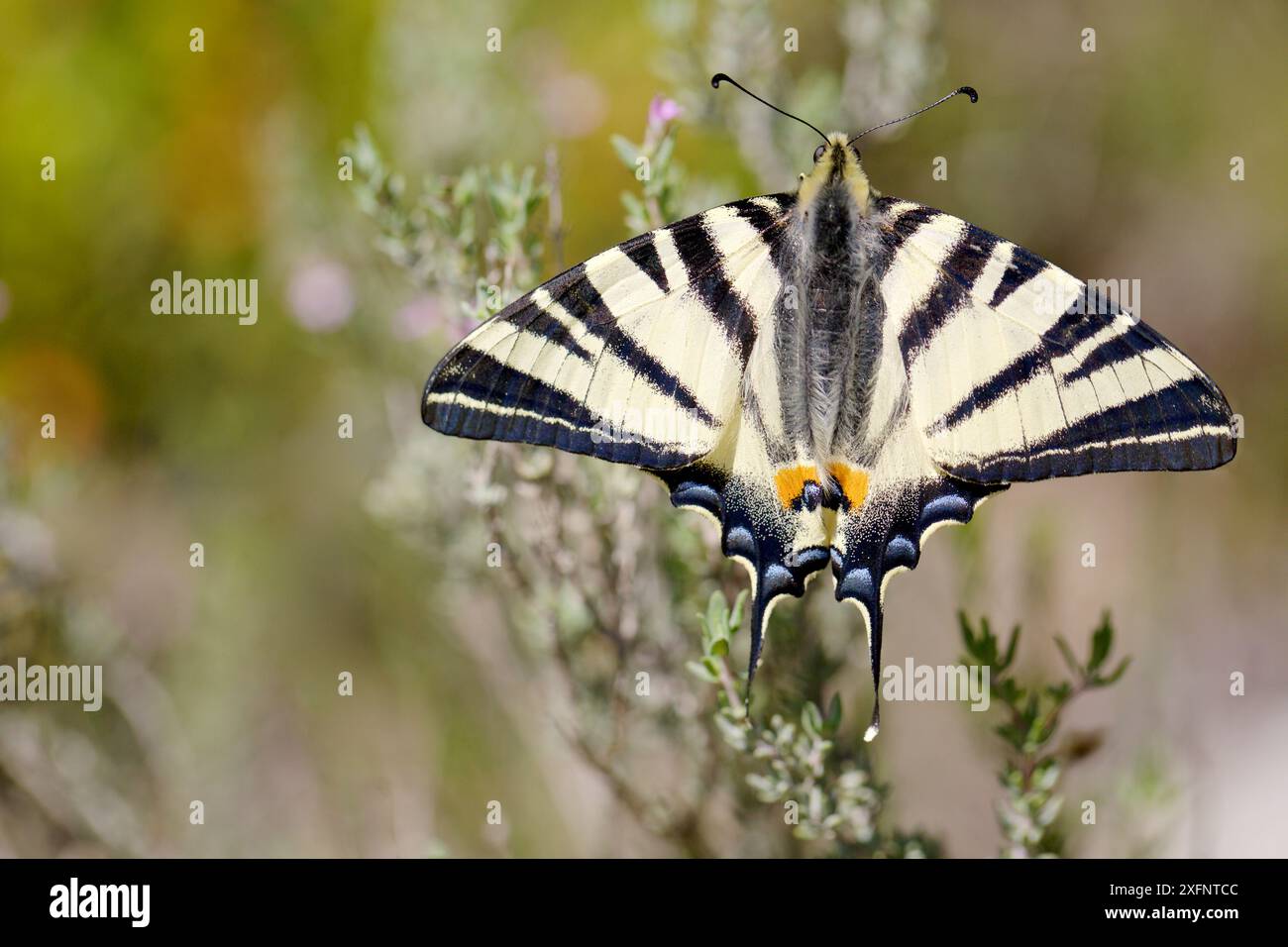 Rare papillon à queue d'araignée (Iphiclides podalirius), Ardèche, France, avril. Banque D'Images