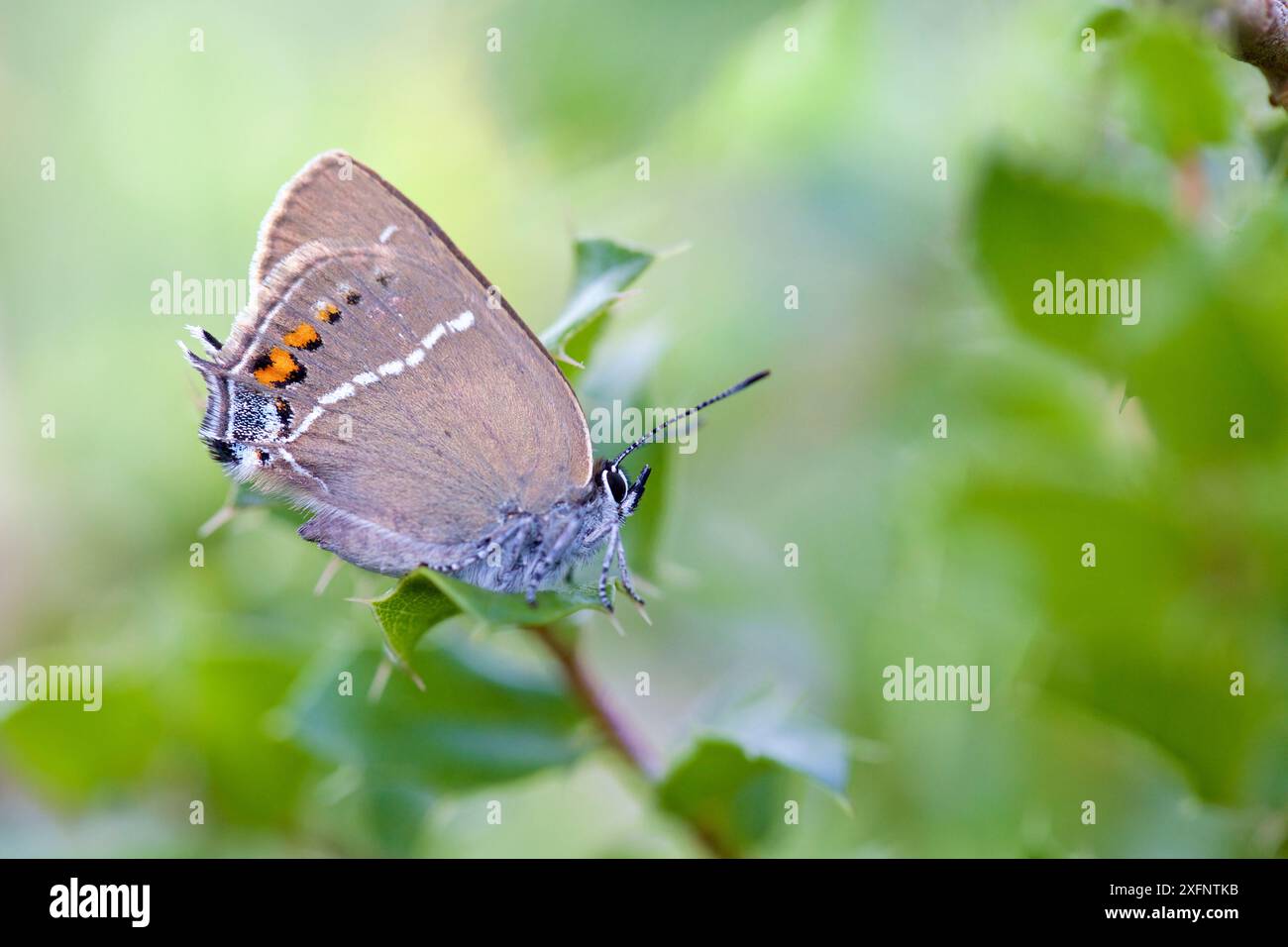 Papillon à queue de queue bleue (Satyrium spini), Var, France, mai. Banque D'Images