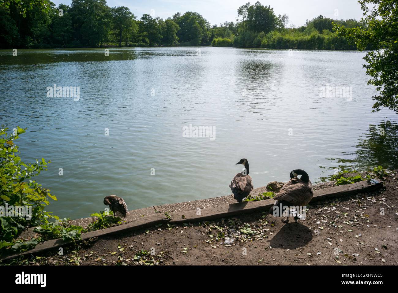 Lac Broadwater et volaille sauvage à Godalming, Surrey, Angleterre entouré de fleurs. Ville historique dans les Surrey Hills. Banque D'Images