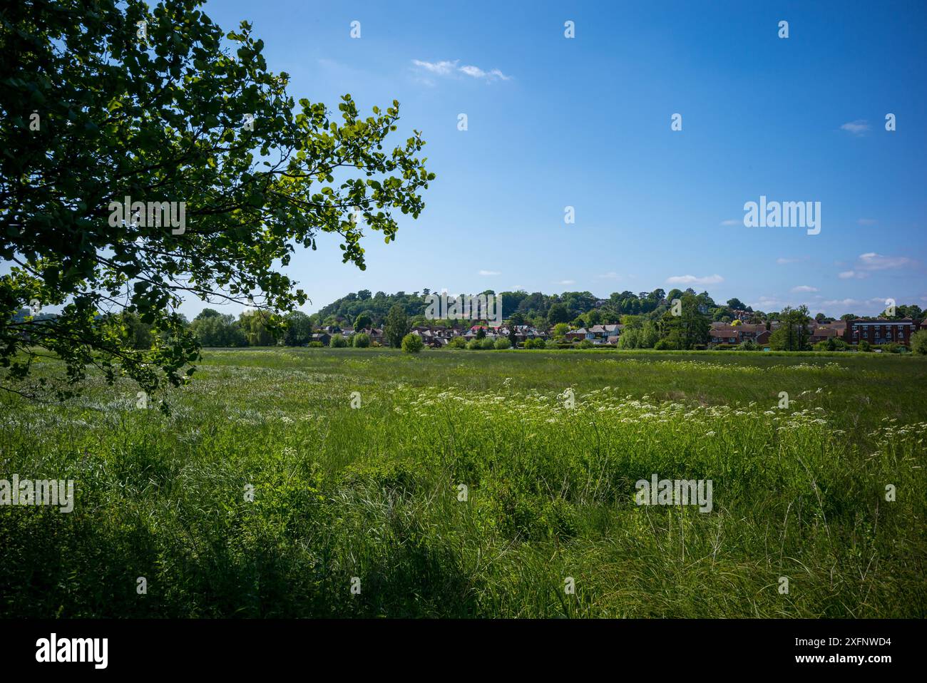 La plaine inondable des Lamas à Godalming, Surrey, Angleterre entourée de fleurs. Ville historique dans les Surrey Hills. Banque D'Images