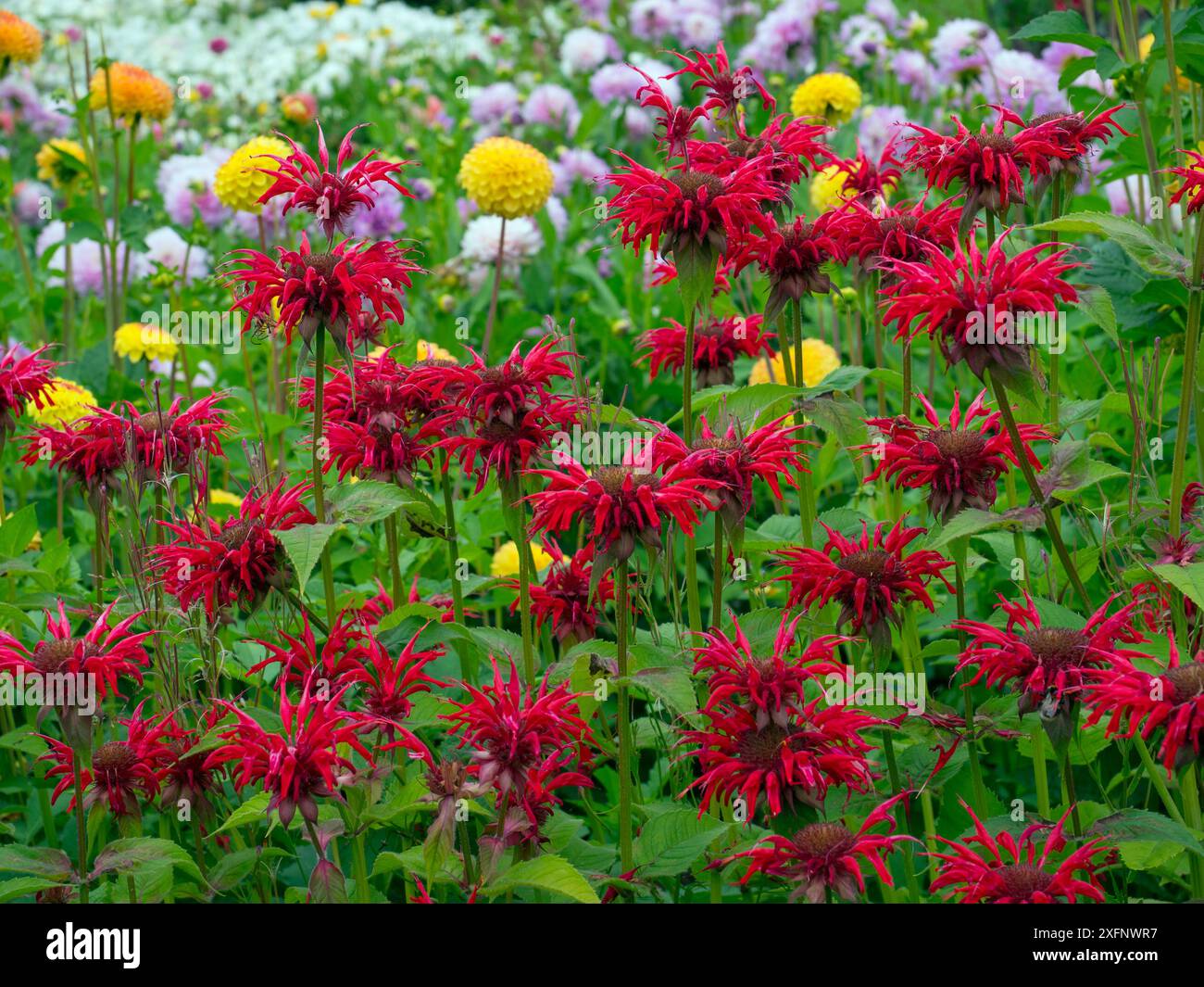 Fleurs croisées maltaises (Lychnis chalcedonica) dans un lit herbacé dans le jardin. Angleterre, Royaume-Uni. Banque D'Images
