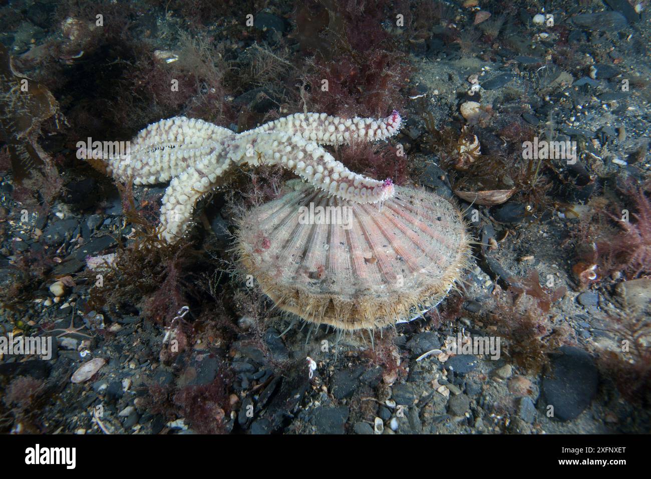 Étoiles de mer épineuses (Marthasterias glacialis) en proie au pétoncle (Pecten maximus) Île de Man, juillet. Banque D'Images