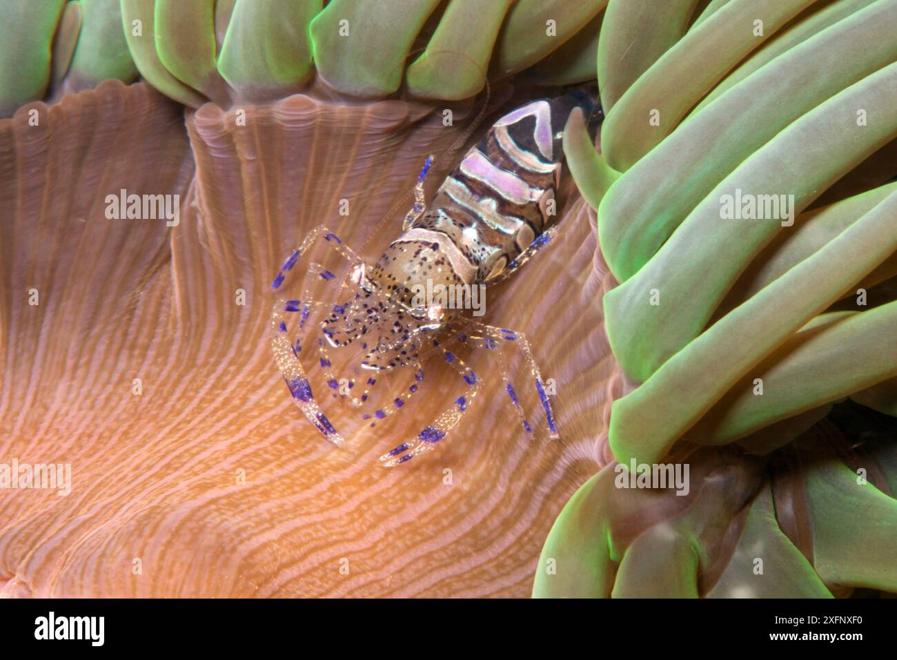Crevette anémone (Periclimenes sagittifer) sur anémone (Anemonia viridis) Jersey, îles anglo-normandes britanniques, juin. Banque D'Images