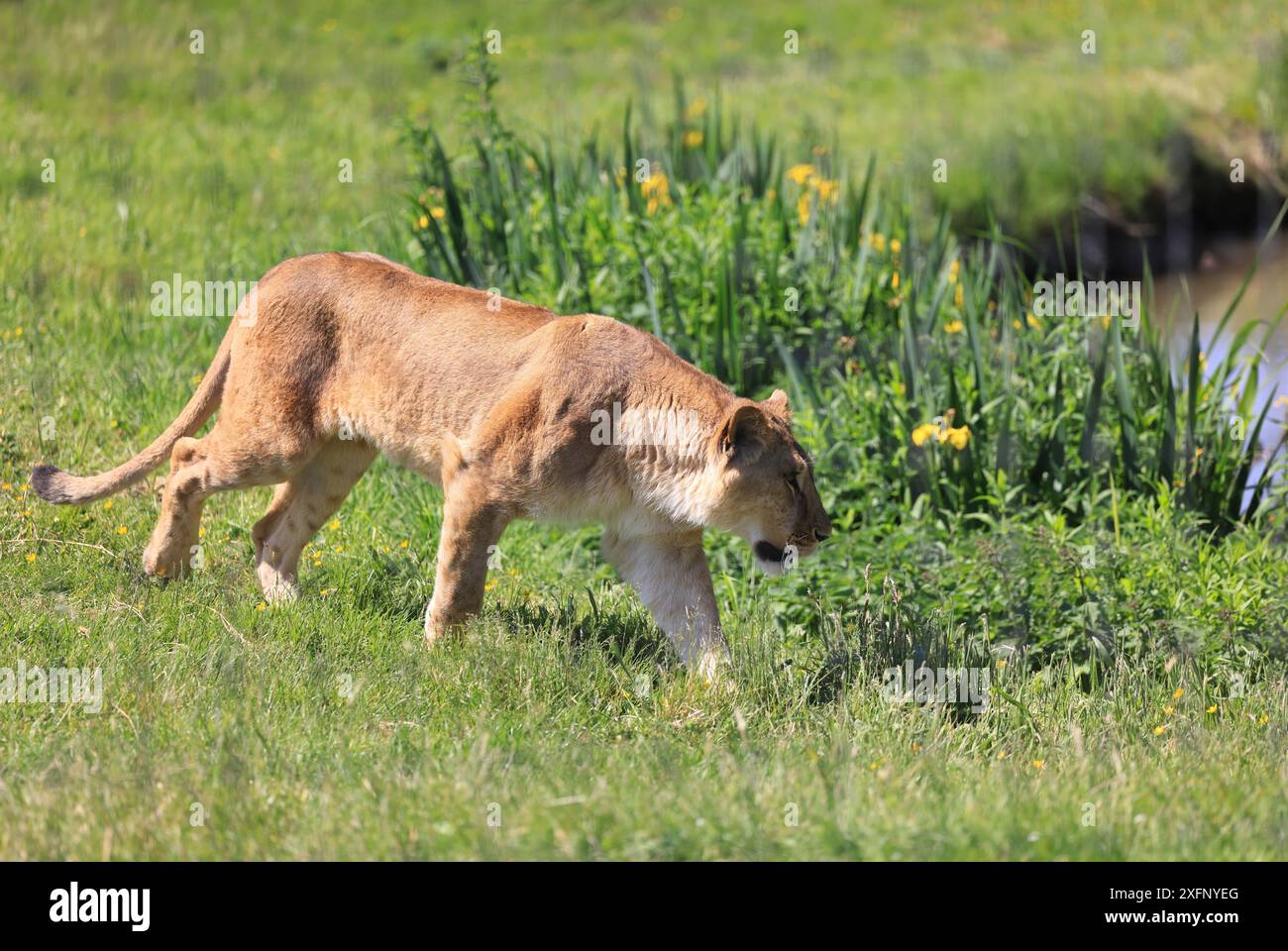 Le Yorkshire Wildlife Park, zoo, centre de conservation et de réhabilitation de la faune et attraction touristique, près de Doncaster, dans le sud du Yorkshire. Banque D'Images