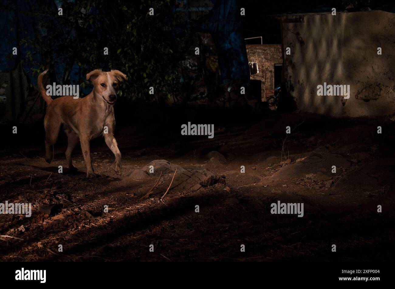 Chien domestique dans l'allée entre les maisons. Colonie de lait Aarey, zone tampon non officielle du parc national Sanjay Gandhi, Mumbai, Inde. Janvier 2016 Banque D'Images