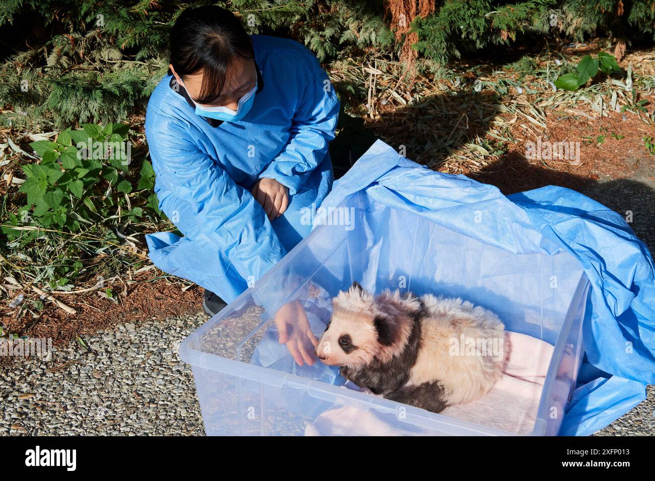 Gardien avec panda géant (Ailuropoda melanoleuca) bébé, Mini Xuan-Zi, 3 mois, ayant l'air frais pour la première fois, Zoo de Beauval, France, 1er novembre 2017. Banque D'Images