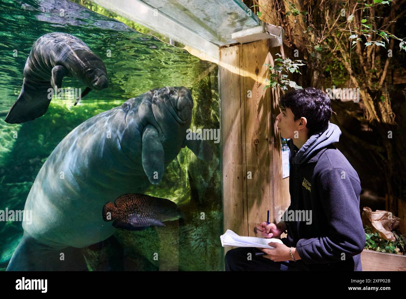 Gardien observant un lamantin des Caraïbes ou une mère de lamantin des Antilles avec un nouveau-né (Trichechus manatus), âge de deux jours, captif, zoo de Beauval, France Banque D'Images