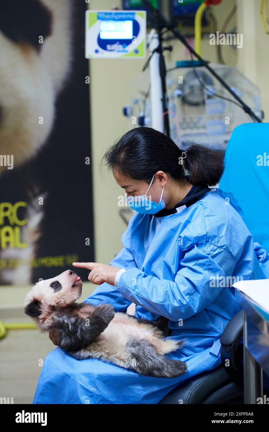 Gardien jouant avec le panda géant (Ailuropoda melanoleuca) bébé, Mini Xuan-Zi, âge 3 mois, Zoo de Beauval, France, octobre 2017. Banque D'Images Gardien jouant avec le panda géant (Ailuropoda melanoleuca) bébé, Mini Xuan-Zi, âge 3 mois, Zoo de Beauval, France, octobre 2017. Banque D'Images