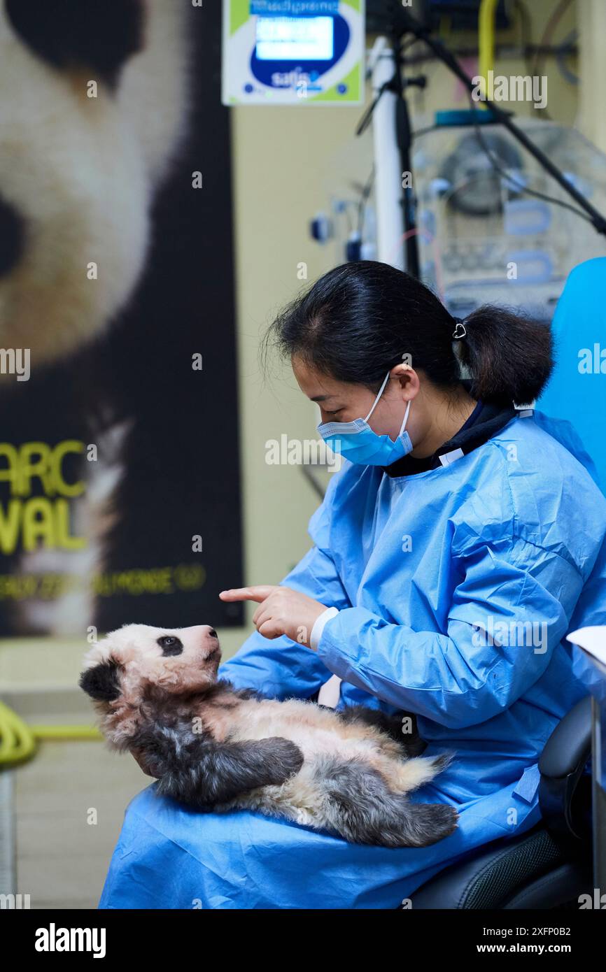 Gardien jouant avec le panda géant (Ailuropoda melanoleuca) bébé, Mini Xuan-Zi, âge 3 mois, Zoo de Beauval, France, octobre 2017. Banque D'Images Gardien jouant avec le panda géant (Ailuropoda melanoleuca) bébé, Mini Xuan-Zi, âge 3 mois, Zoo de Beauval, France, octobre 2017. Banque D'Images