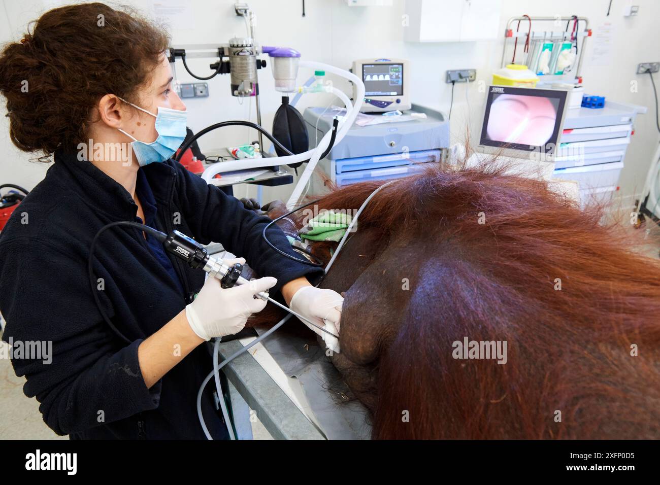 Vétérinaire pratiquant l'endoscopie sur une femelle Orang-outan (Pongo pygmaeus) sous anesthésie, atteinte d'une infection pulmonaire, Zoo de Beauval, France, octobre 2017. Banque D'Images