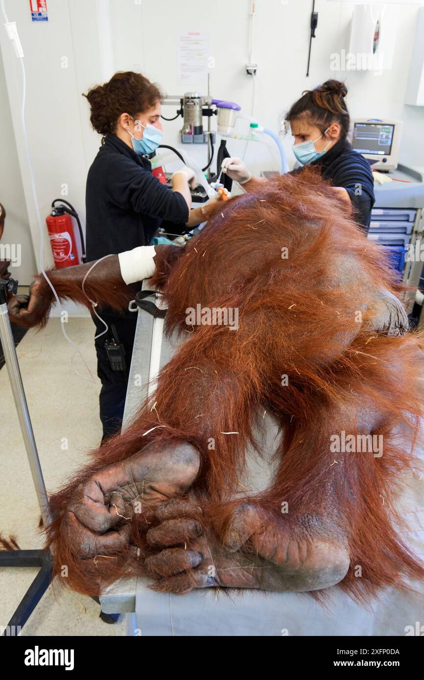 Vétérinaire traitant une infection pulmonaire chez une femelle Orang-outan (Pongo pygmaeus) sous anesthésie, Zoo de Beauval, France, octobre 2017. Banque D'Images