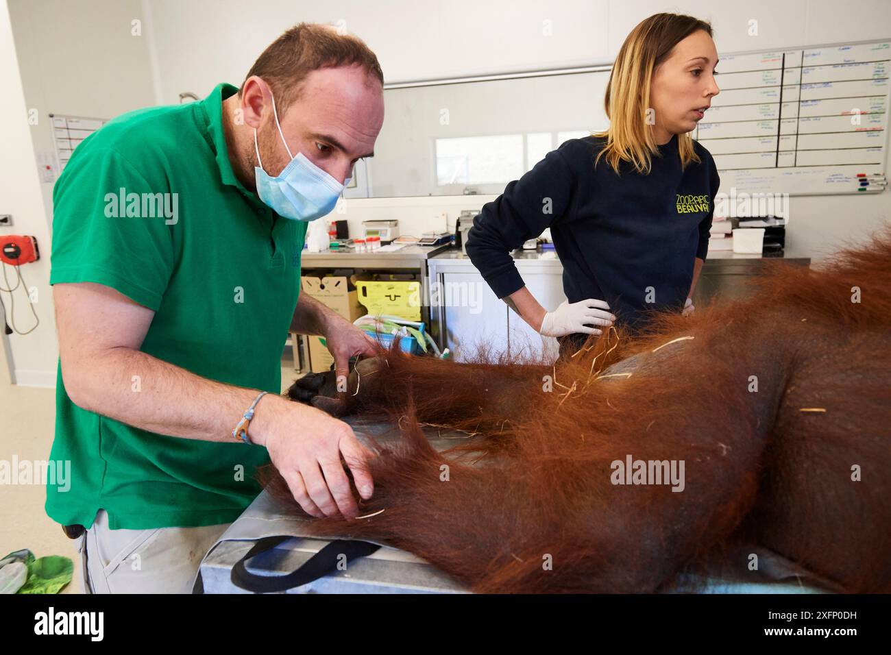 Vétérinaire contrôlant une femelle Orang-outan (Pongo pygmaeus) sous anesthésie. Cet orang-outan a une infection pulmonaire. Zoo de Beauval France, octobre 2017. Banque D'Images