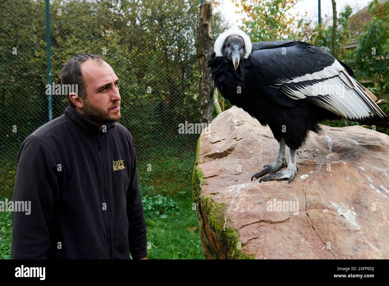 Gardien inspectant le condor andin femelle (Vultur gryphus), captif, Zoo de Beauval, France Banque D'Images