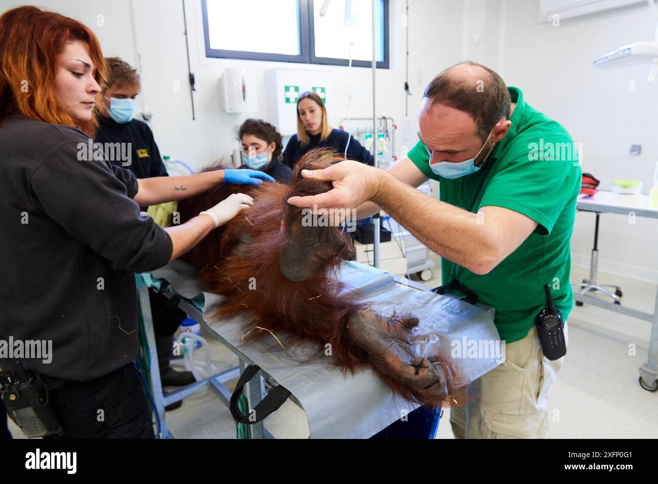 Vétérinaire contrôlant une femelle Orang-outan (Pongo pygmaeus) sous anesthésie. Cet orang-outan a une infection pulmonaire. Zoo de Beauval France, octobre 2017. Banque D'Images