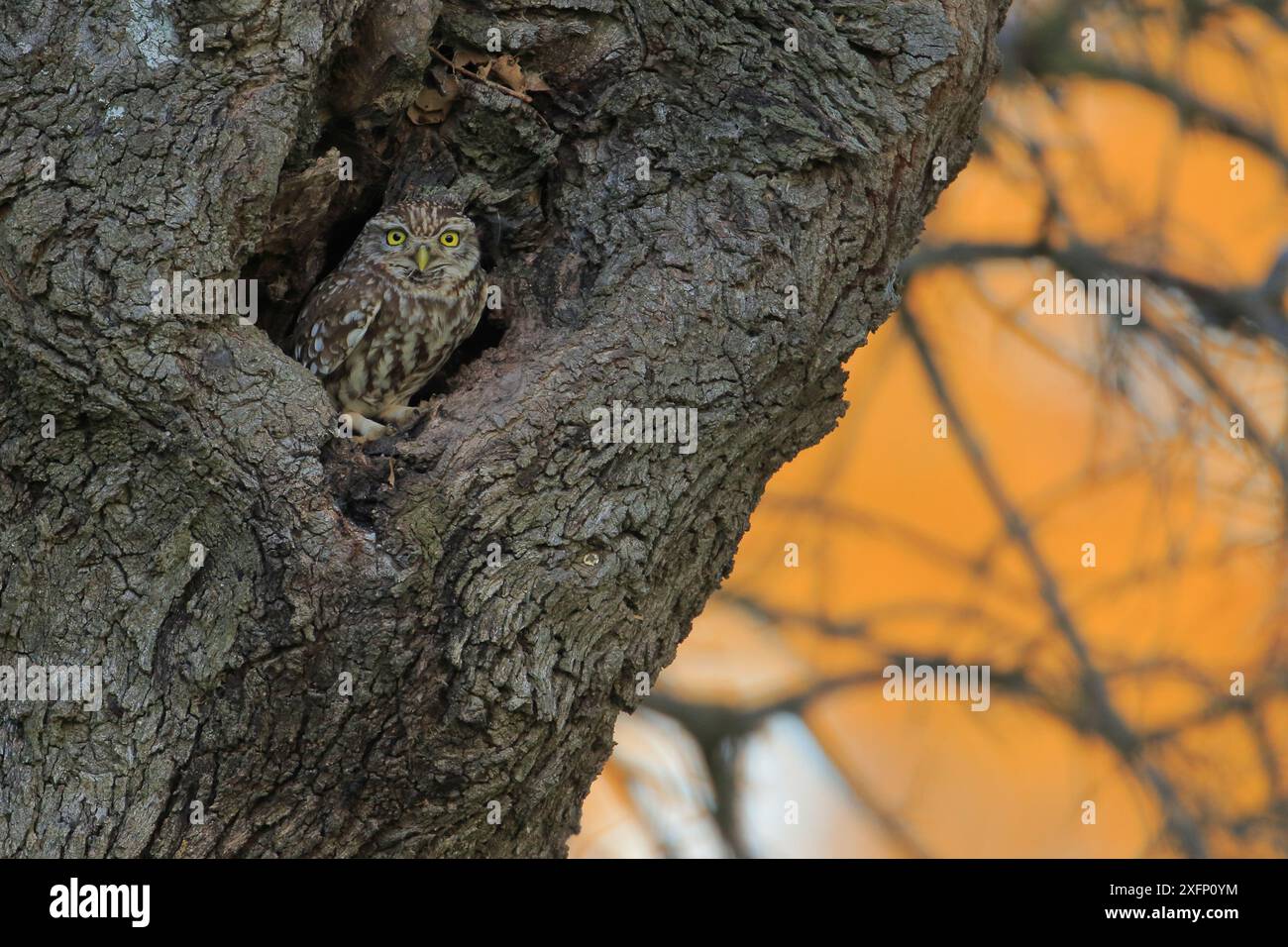 Petite chouette (Athene noctua), Cadix, Andalousie, Espagne, avril. Banque D'Images